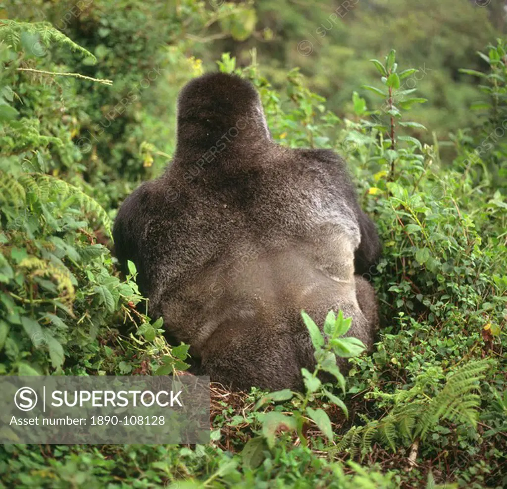Mountain Gorillas Gorilla gorilla beringei silverback male, Virunga Volcanoes, Rwanda, Africa