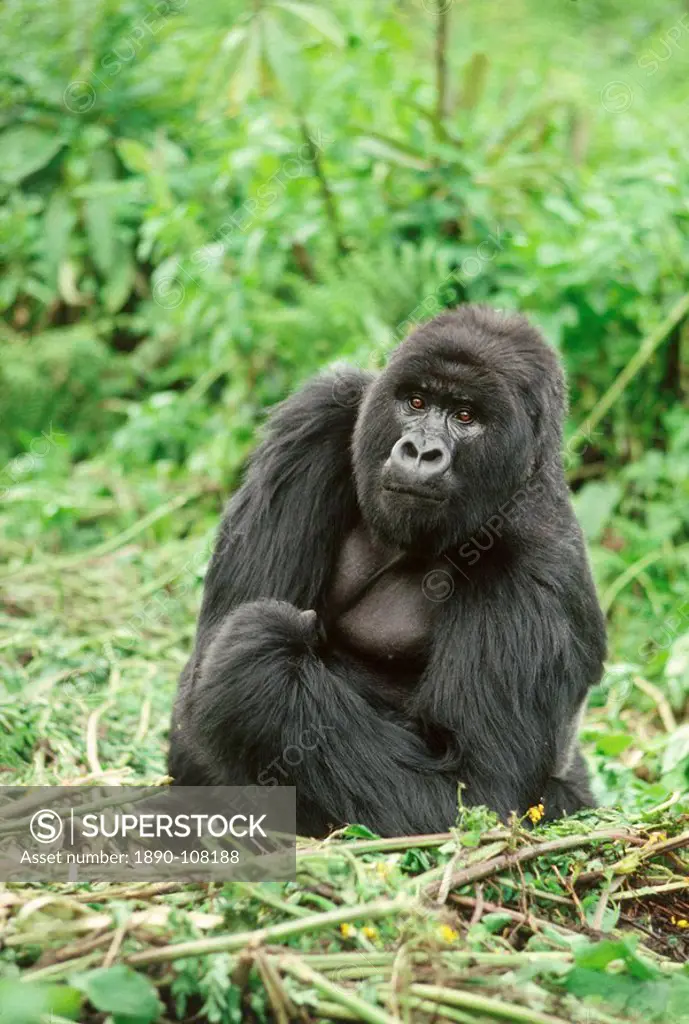 Mountain Gorilla Gorilla gorilla beringei silverback male, Virunga Volcanoes, Rwanda, Africa