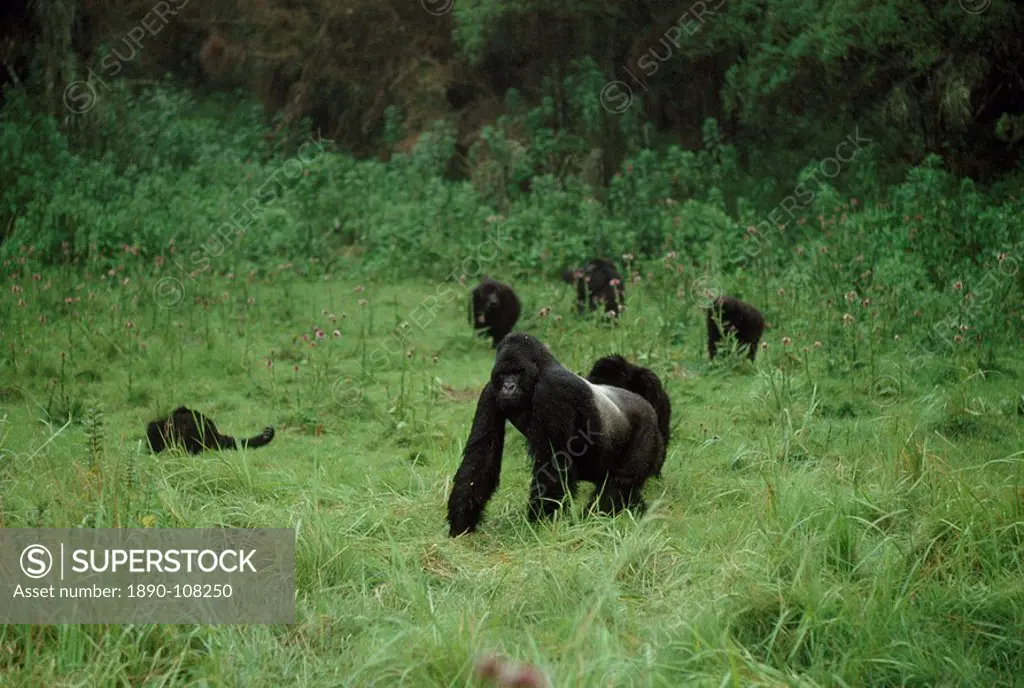 Mountain Gorillas Gorilla g. beringei silverback male with family group, Virunga Volcanoes, Rwanda, Africa