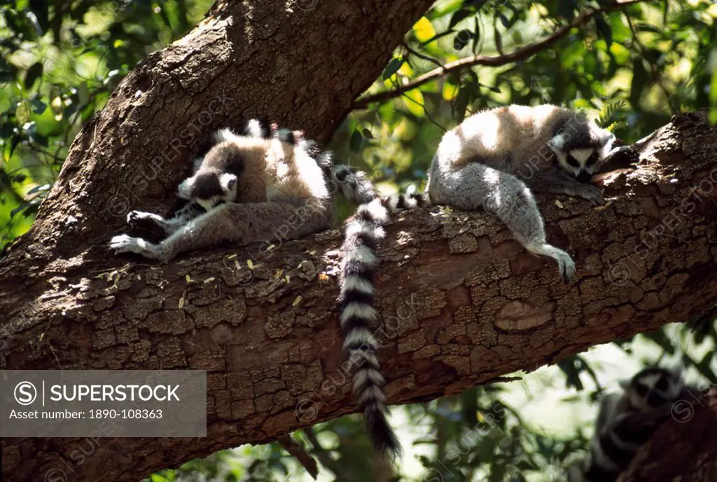 Ring_tailed Lemurs Lemur catta resting on tree, Berenty, Southern Madagascar, Africa