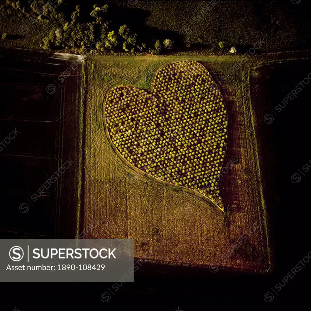 Aerial image of heart shape orchard, near Huish Hill earthwork, Oare, Wiltshire, England, United Kingdom, Europe