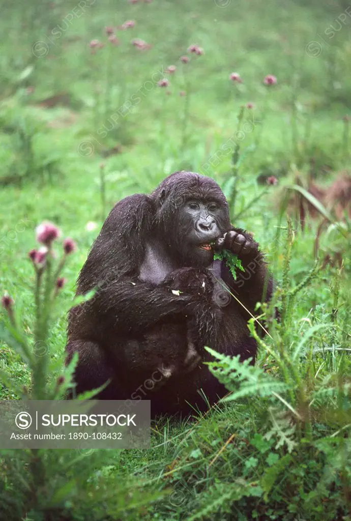 Mountain Gorilla Gorilla gorilla beringei mother with infant feeding on thistle, Virunga Volcanoes, Rwanda, Africa