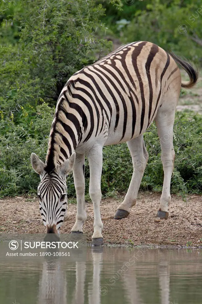Chapman´s Zebra Plains Zebra Equus burchelli antiquorum drinking, Imfolozi Game Reserve, South Africa, Africa