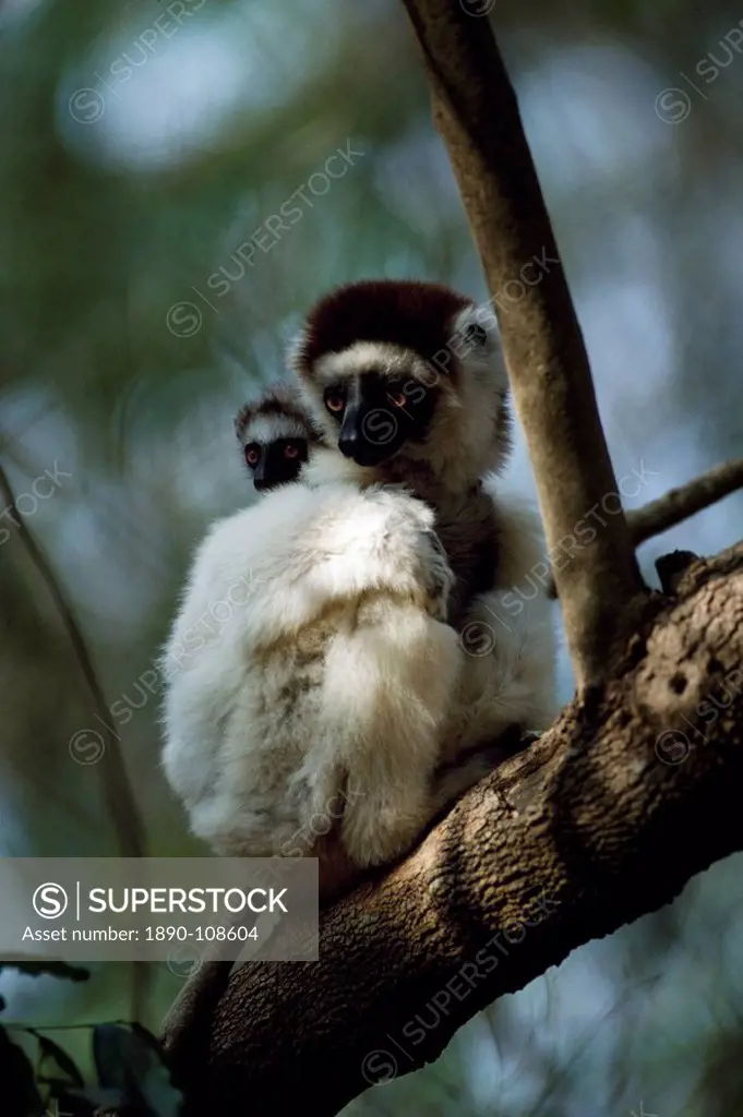 Verreaux´s Sifaka Propithecus verreauxi mother with baby on back sitting on tree, Berenty Reserve, Southern Madagascar, Africa