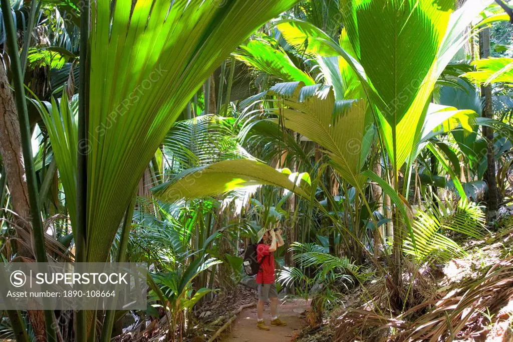 Birdwatcher beneath giant palm leaves in the Vallee de Mai Nature Reserve, UNESCO World Heritage Site, Baie Sainte Anne district, Island of Praslin, S...