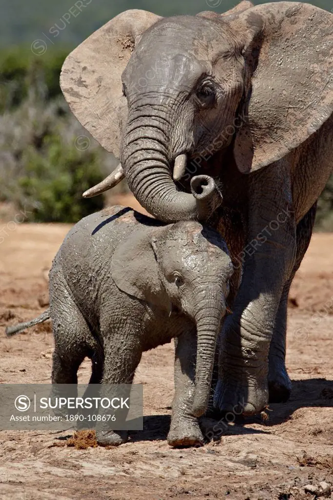 Baby African Elephant Loxodonta africana with its mother, Addo Elephant National Park, South Africa, Africa