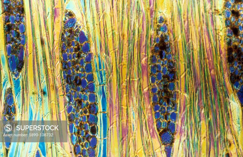 Light Micrograph LM of a longitudinal section showing xylem elements of Mahogany wood Pinus sylvestris, magnification x600
