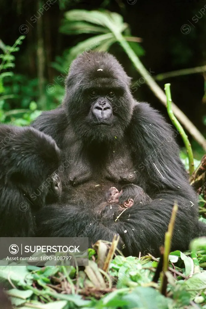 Mountain Gorillas Gorilla g. beringei, mother Amareba with newborn infant, Virunga Volcanoes, Rwanda, Africa