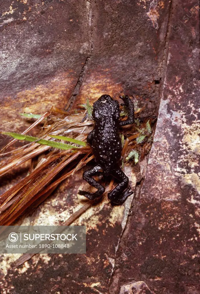 Black frog Oreophrynella quelchii, Roraima summit, Venezuela, South America