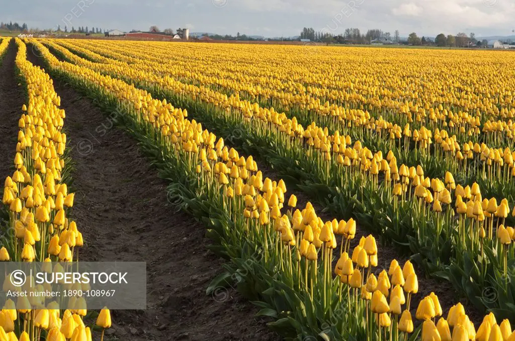 Tulips in the Skagit Valley, Washington State, United States of America, North America