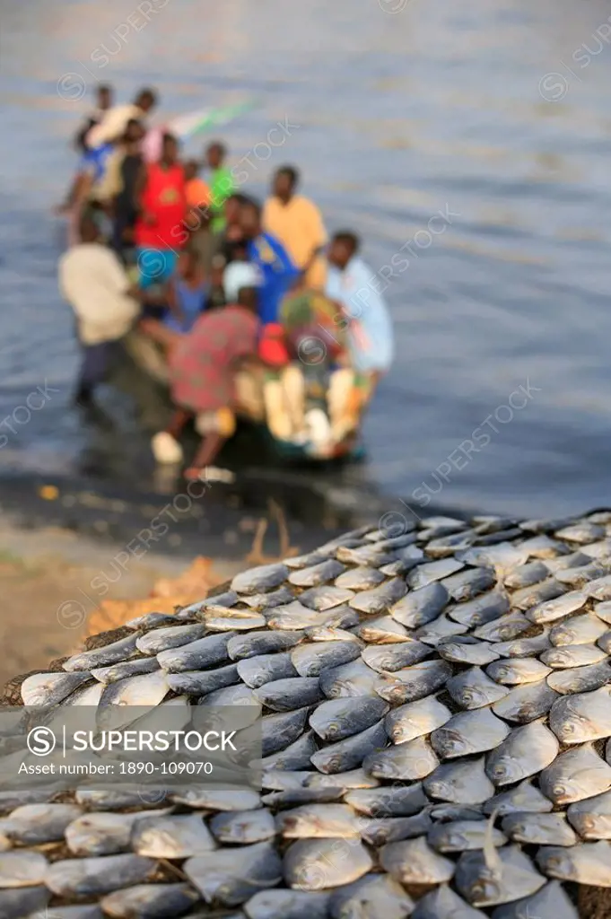 Fish and boat, St. Louis, Senegal, West Africa, Africa