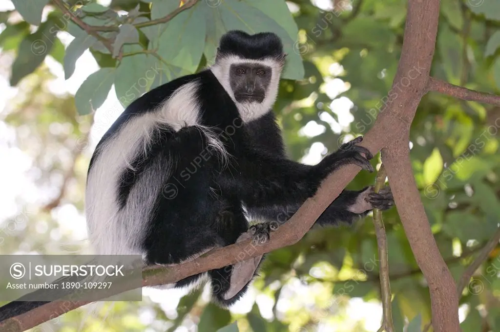 Black and white colobus monkey Colobus satanas, Ethiopia, Africa