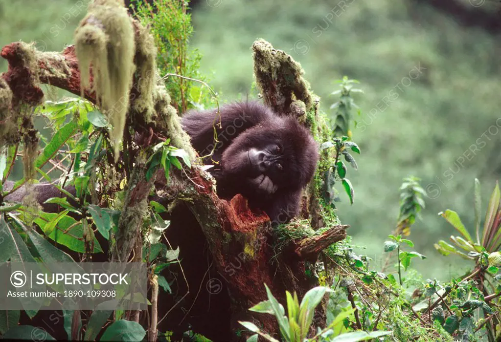 Mountain Gorilla Gorilla gorilla beringei juvenile, Virunga Volcanoes, Rwanda, Africa