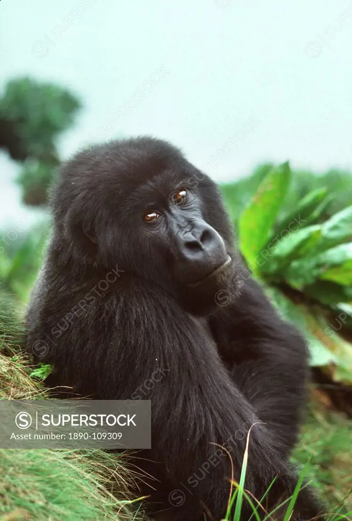 Mountain Gorilla Gorilla gorilla beringei blackback male in sub_alpine zone, Virunga Volcanoes, Rwanda, Africa