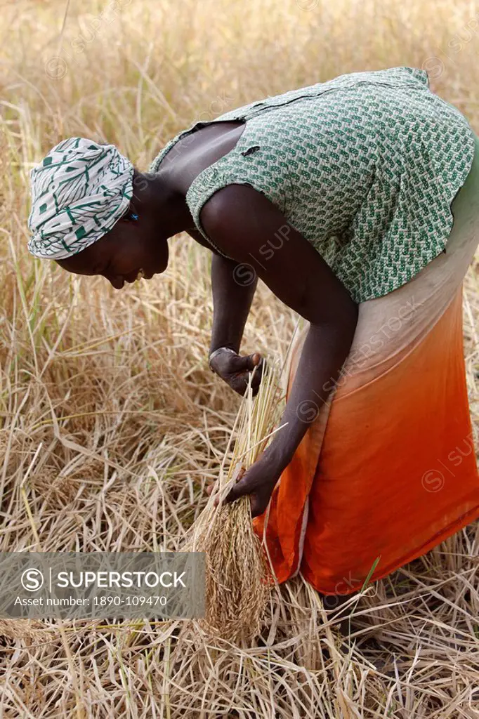 Rice farming, Bignola, Casamance, Senegal, West Africa, Africa