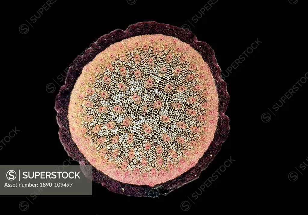 Light Micrograph LM of a transverse section of a stem of a Monocot Ruscus aculeatus, magnification x30
