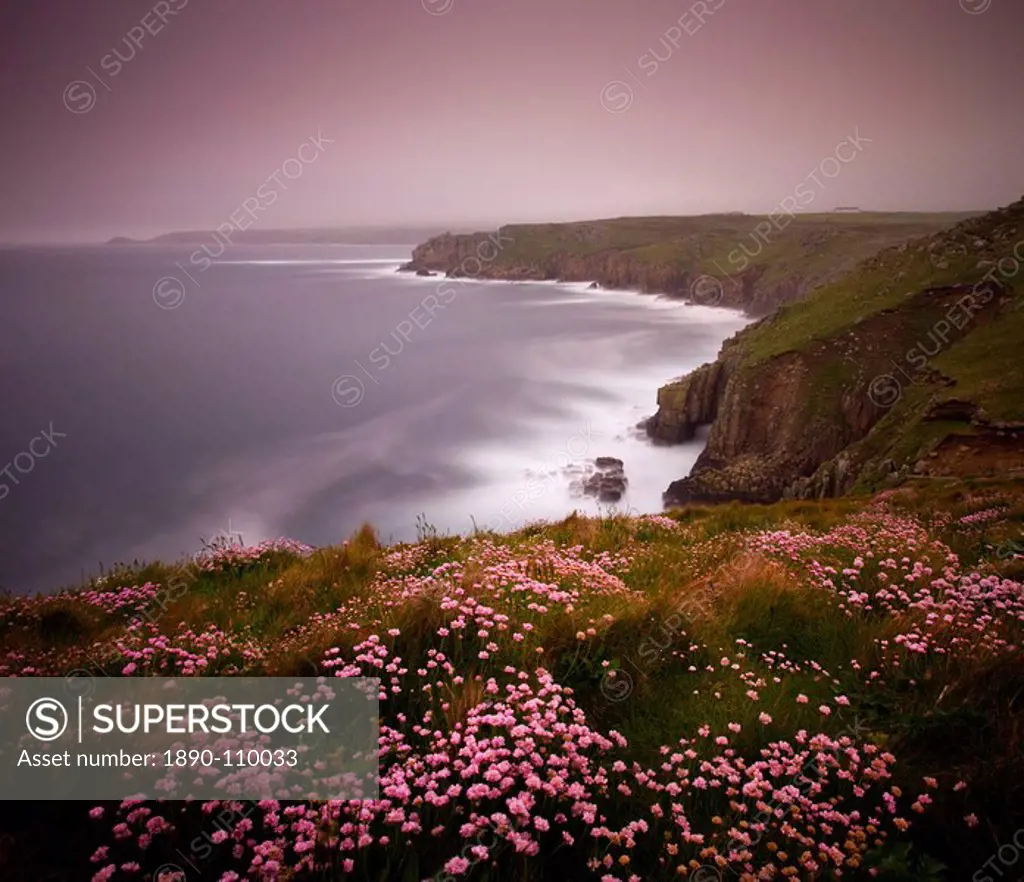 Sea thrift growing on the clifftops above Lands End, Cornwall, England, United Kingdom, Europe