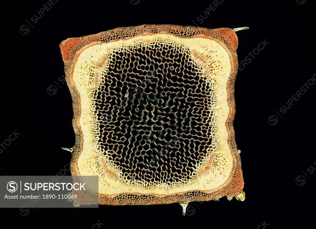 Light Micrograph LM of a transverse section of a stem of a Hedge Woundwort plant Stachys sylvatica, magnification x60