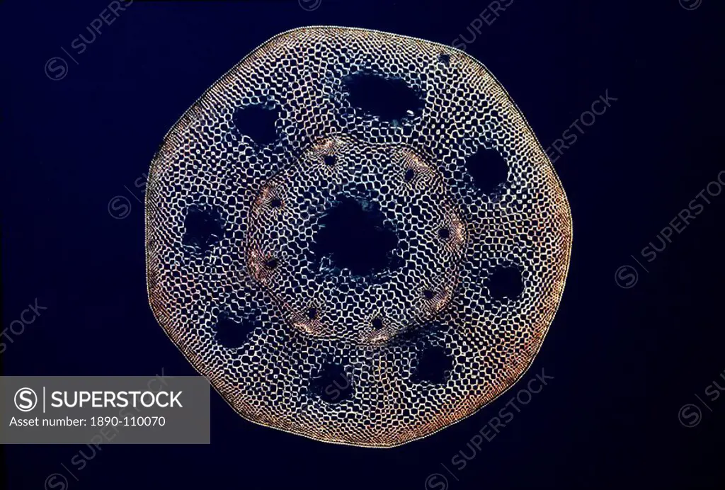 Light Micrograph LM of a transverse section of a stem of a Horsetail Fern Equisetum sp.