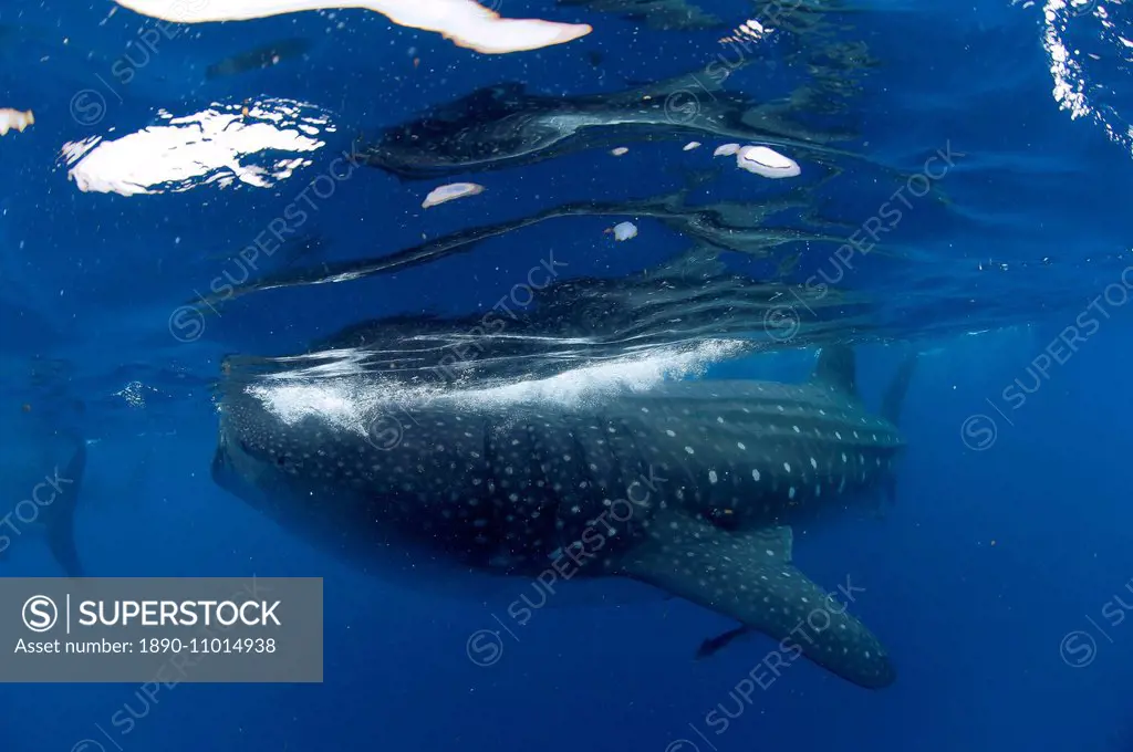 Whale shark (Rhincodon typus) and suckerfish (remora) (Echeneidae), Gulf of Mexico, Mexico, North America
