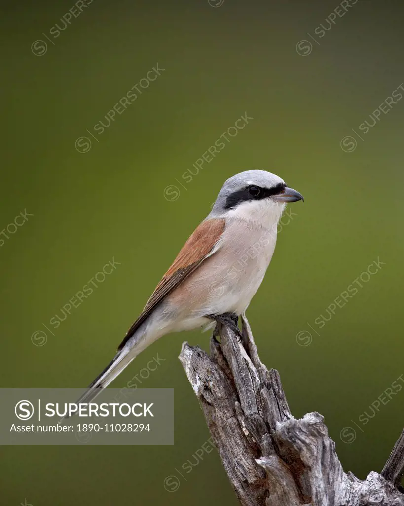 Male Red-Backed Shrike (Lanius collurio), Kruger National Park, South Africa, Africa