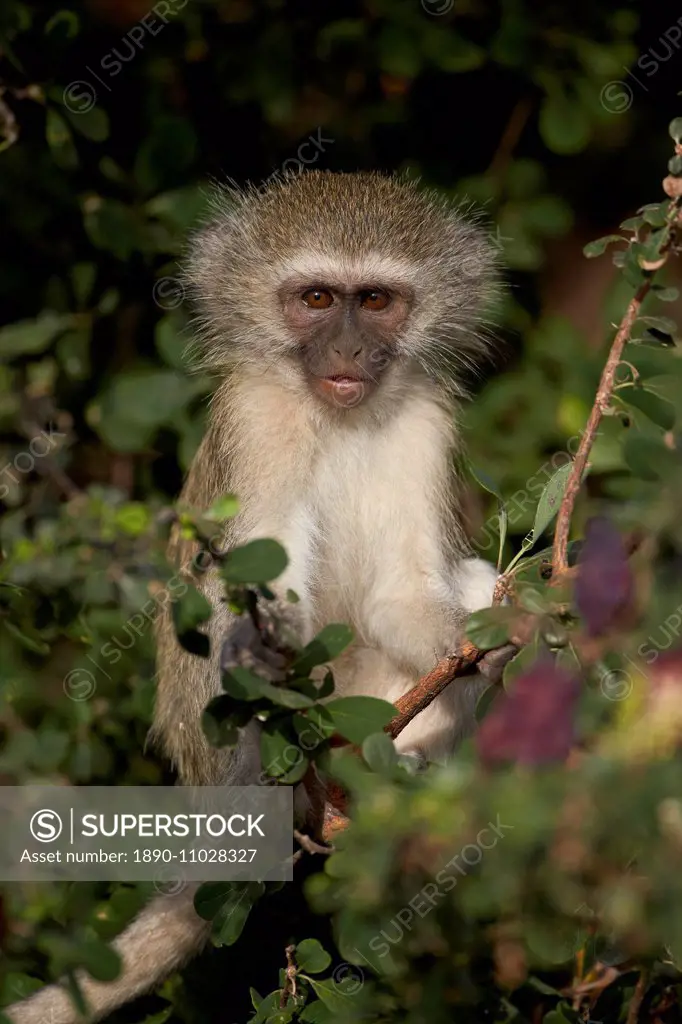 Young Vervet Monkey (Chlorocebus aethiops), Kruger National Park, South Africa, Africa