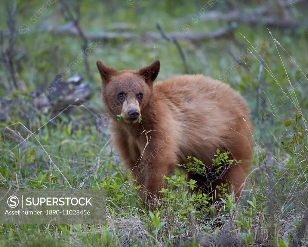 Cinnamon Black Bear (Ursus americanus) yearling cub, Yellowstone National Park, Wyoming, United States of America, North America
