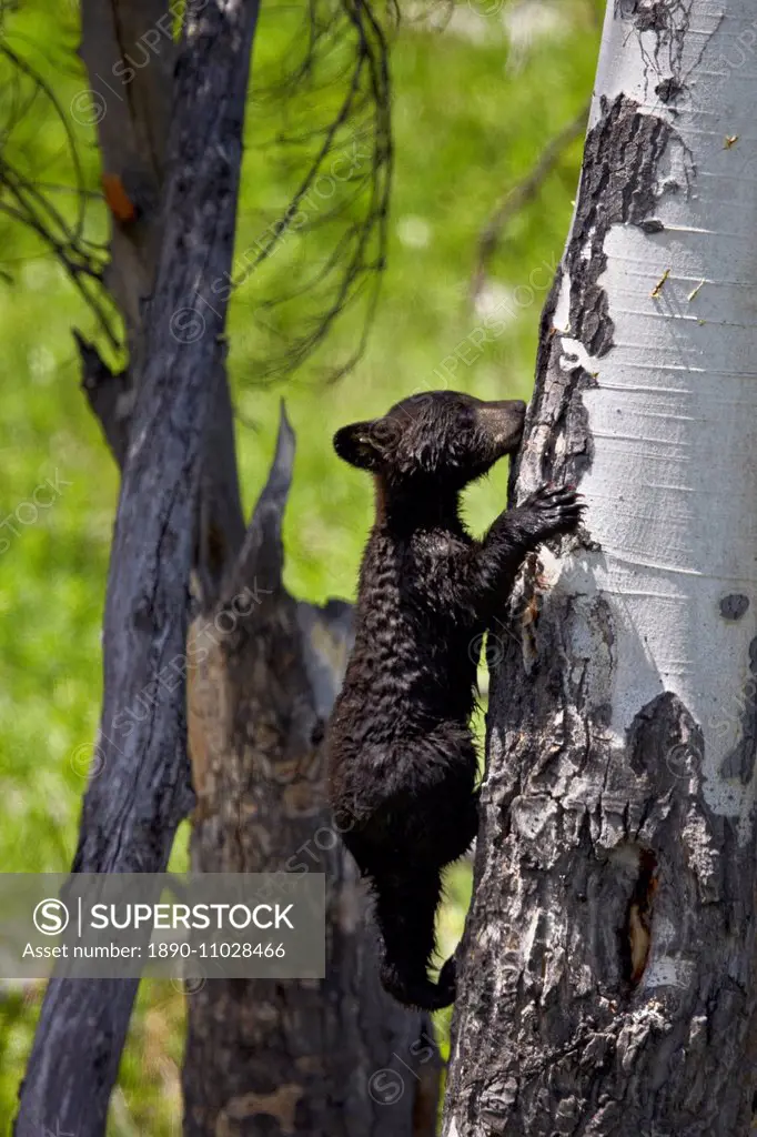 Black Bear (Ursus americanus) cub of the year climbing a tree, Yellowstone National Park, Wyoming, United States of America, North America
