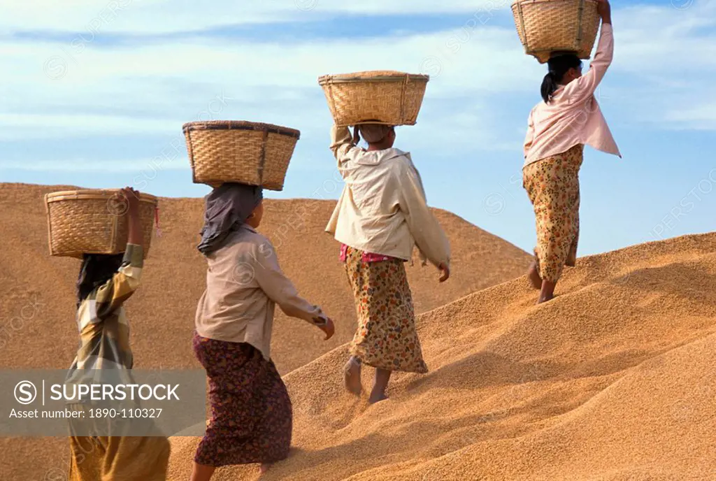 Farmers with rice in Myanmar Burma, Asia