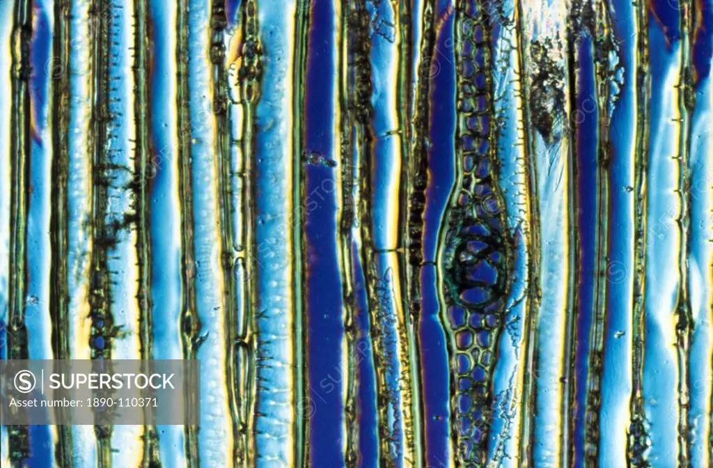 Light Micrograph LM of a longitudinal section showing xylem elements of Scots pine wood, Pinus sylvestris, magnification x600