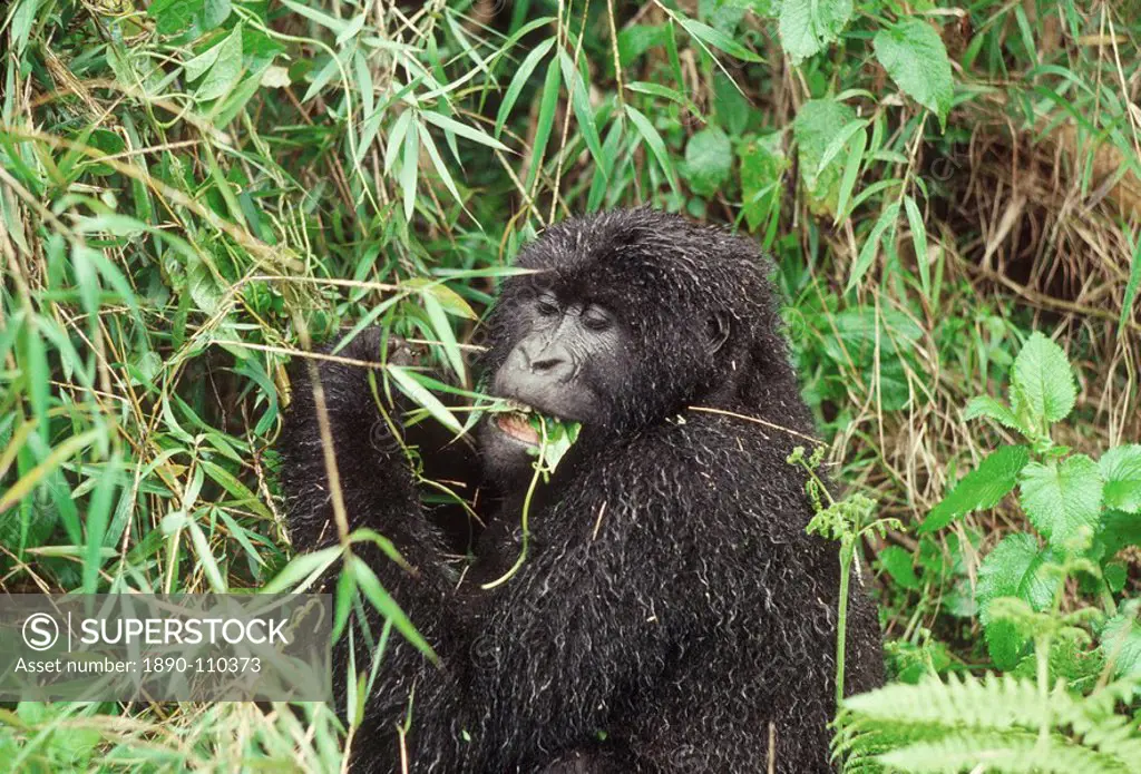 Mountain Gorilla Gorilla gorilla beringei female feeding on vine after rain, Virunga Volcanoes, Rwanda, Africa