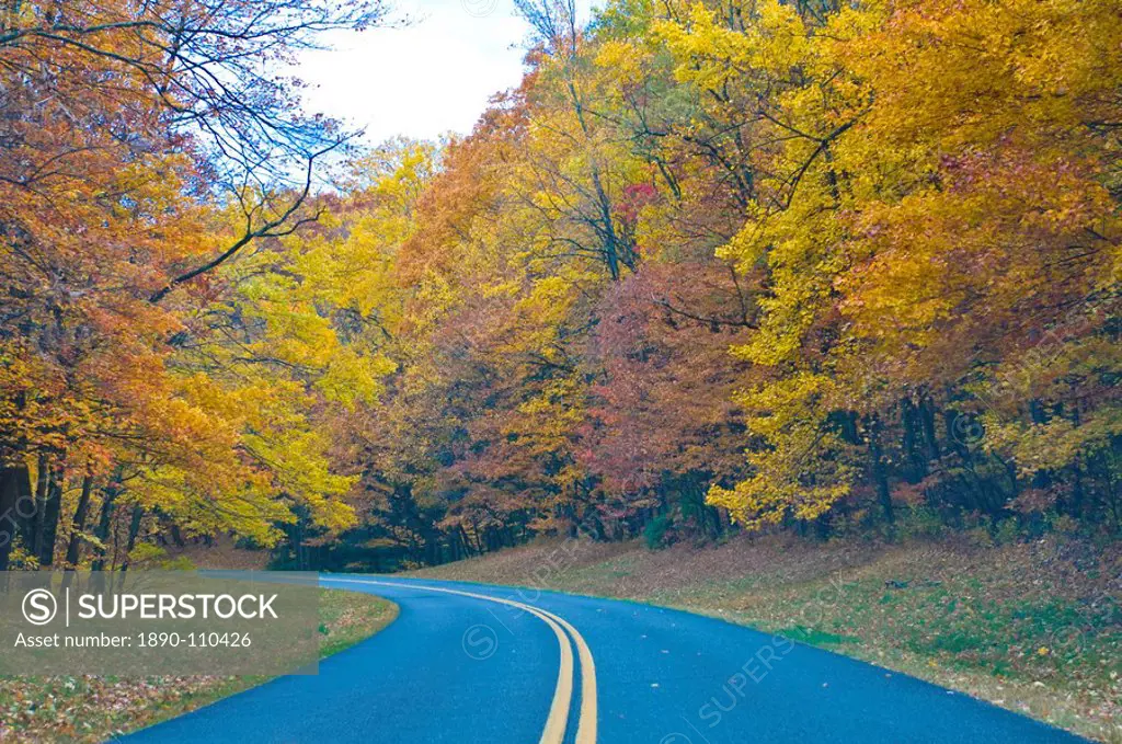 Road leading through trees with colourful foliage in the Indian summer, Blue Ridge Mountain Parkway, North Carolina, United States of America, North A...