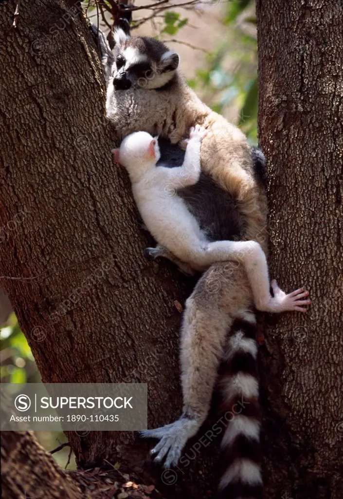 Ring_tailed Lemurs Lemur catta, all white baby male Sapphire albino lemur resting with mother on tree, Berenty, Southern Madagascar, Africa