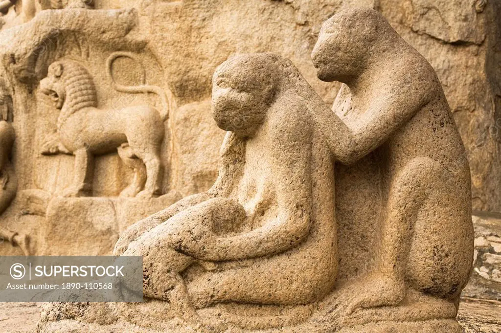 A stone sculpture depicts a group of monkeys grooming close to Arjuna´s Penance within the ancient site of Mahabalipuram Mamallapuram, UNESCO World He...