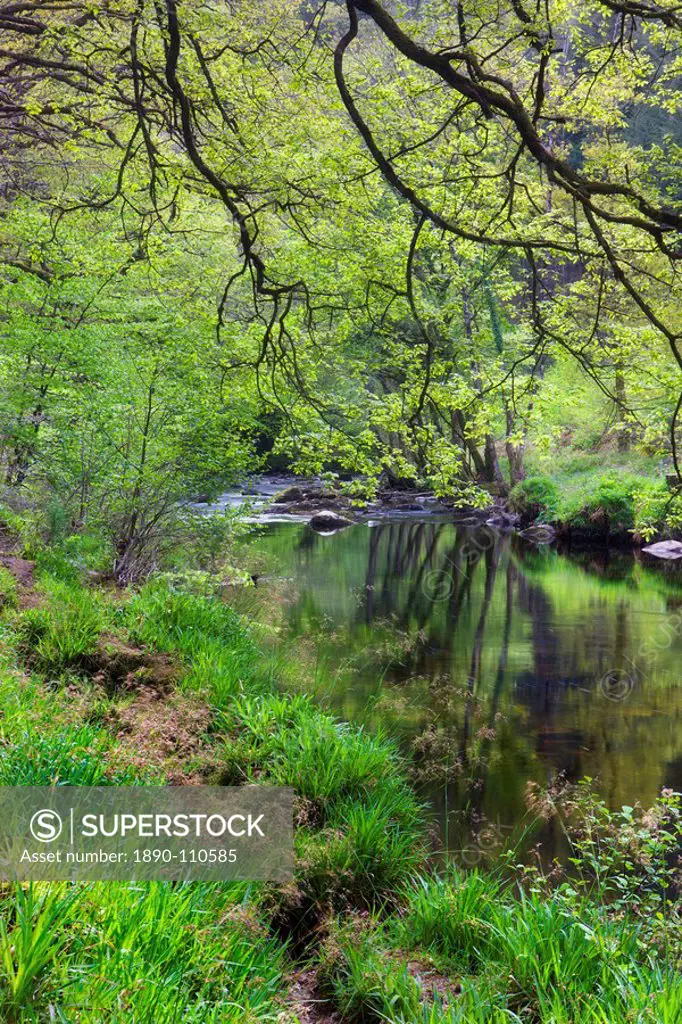 The River Teign flowing through Spring woodland near Fingle Bridge, Dartmoor National Park, Devon, England, United Kingdom, Europe