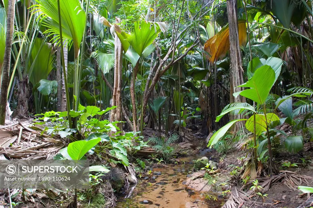 Tropical vegetation on banks of stream in the Vallee de Mai Nature Reserve, UNESCO World Heritage Site, Baie Sainte Anne district, Island of Praslin, ...