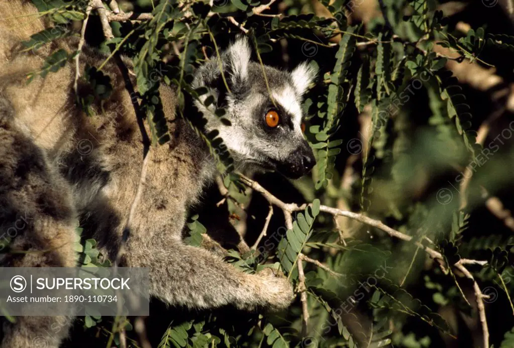 Ring_tailed Lemur Lemur catta feeding on tamarind, Berenty, Southern Madagascar, Africa