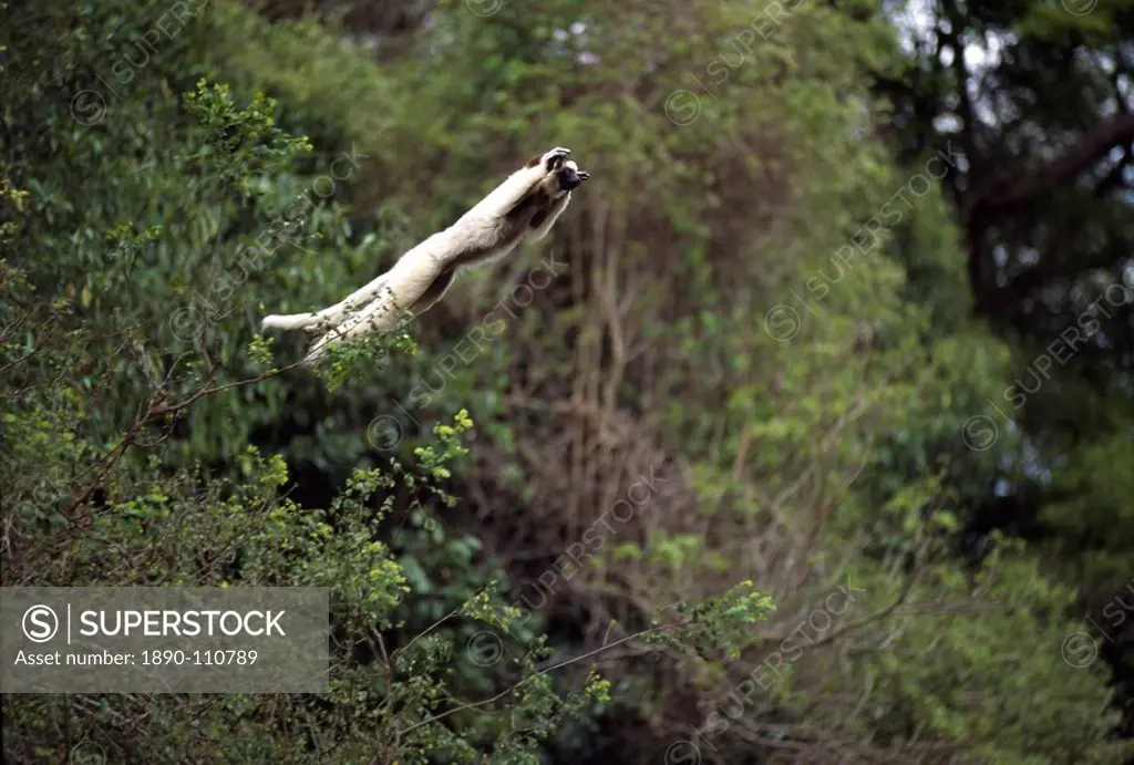 Verreaux´s Sifaka Propithecus verreauxi leaping from a tree, Berenty Reserve, Southern Madagascar, Africa