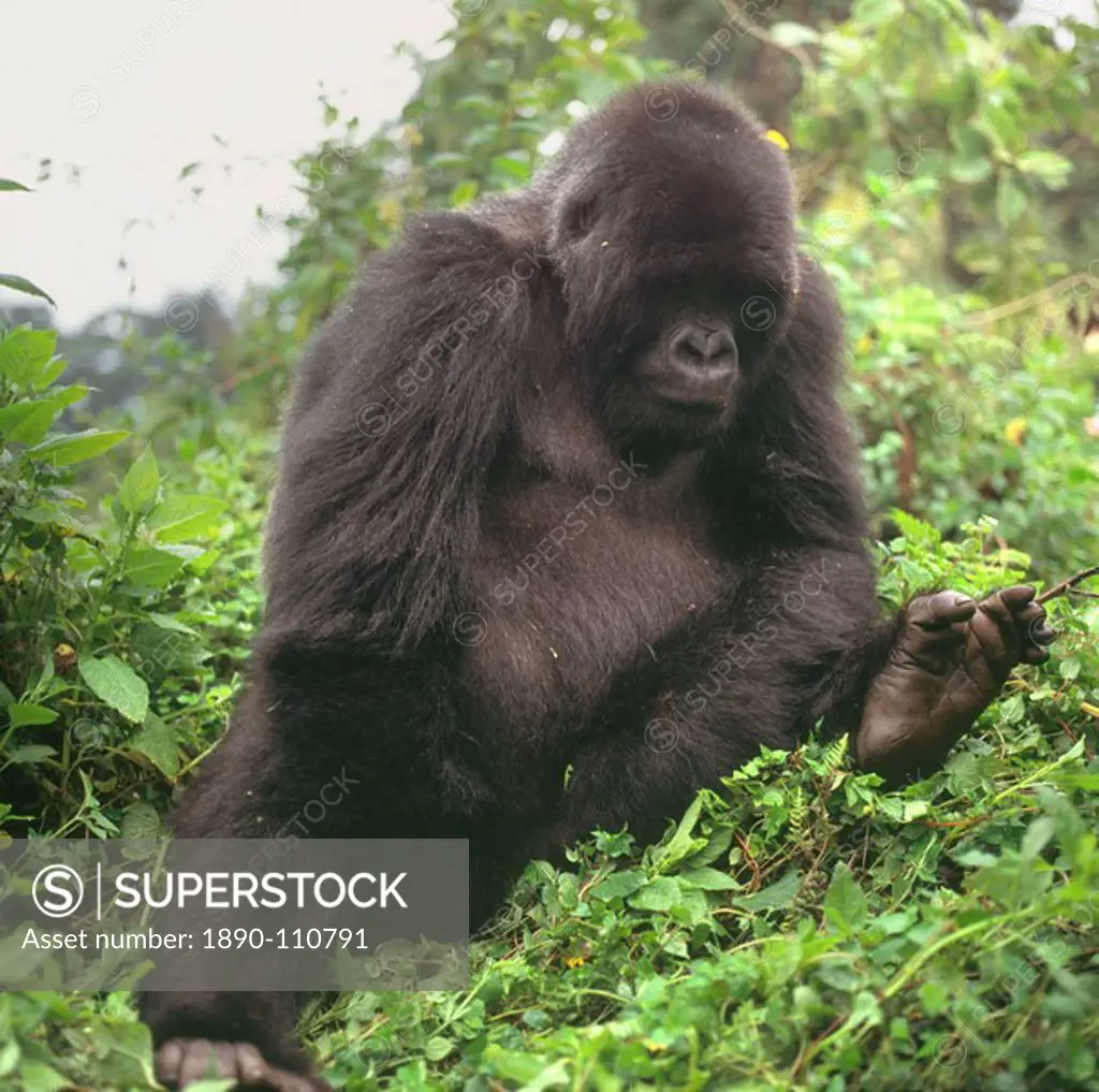 Mountain Gorilla Gorilla gorilla beringei young male, Virunga Volcanoes, Rwanda, Africa