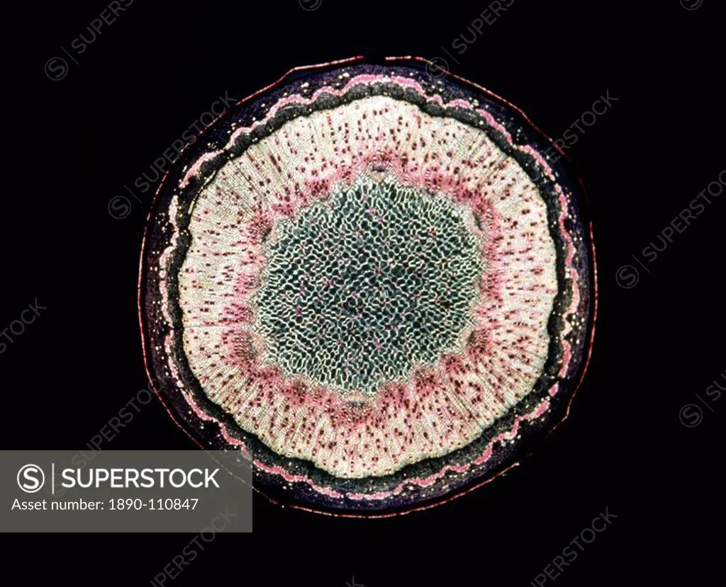 Light Micrograph LM of a transverse section of a stem of Sycamore Acer pseudoplatanus, magnification x12