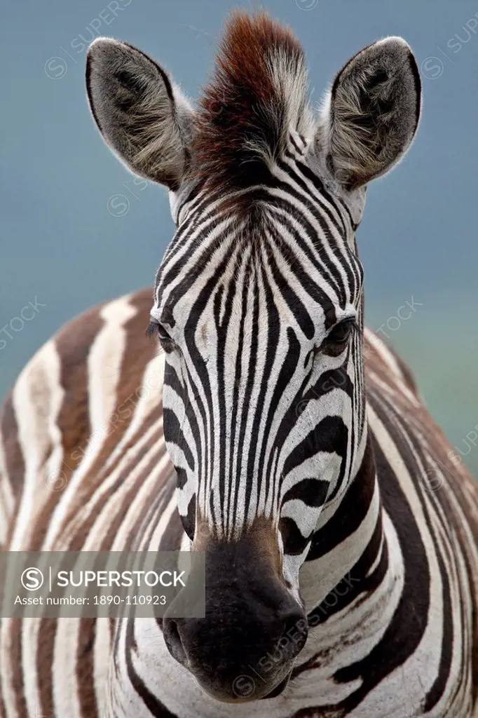 Chapman´s Zebra Plains Zebra Equus burchelli antiquorum, Imfolozi Game Reserve, South Africa, Africa