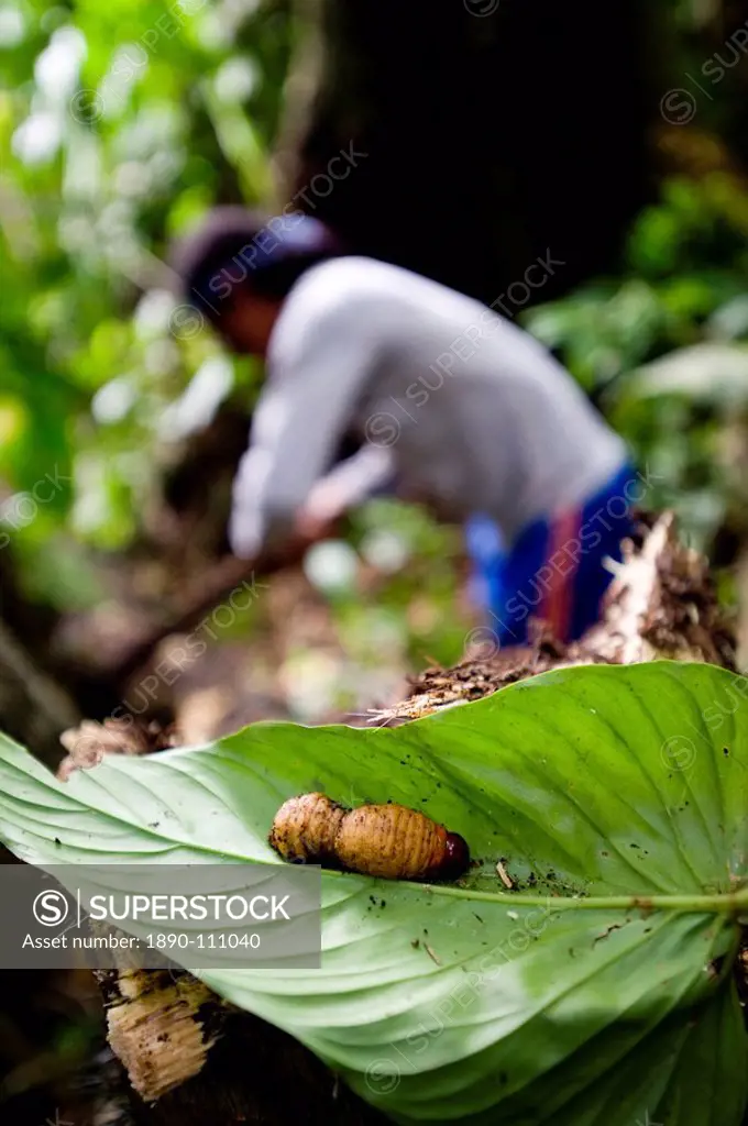 Larva, an Achuar delicacy, Amazon, Ecuador, South America