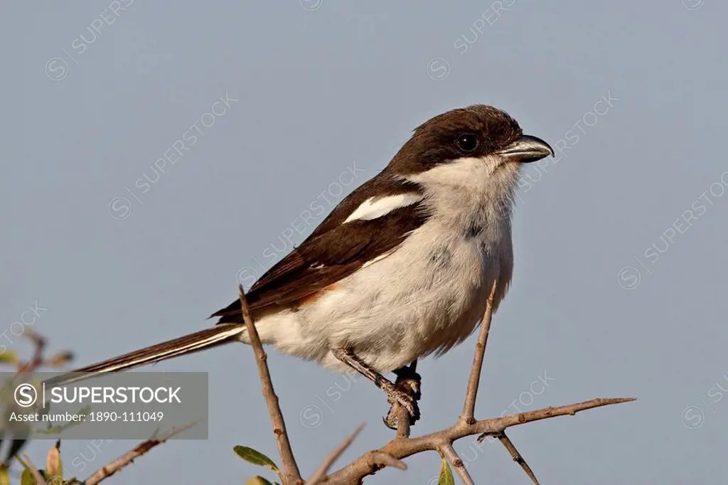 Fiscal Shrike Common Fiscal Lanius collaris, Addo Elephant National Park, South Africa, Africa