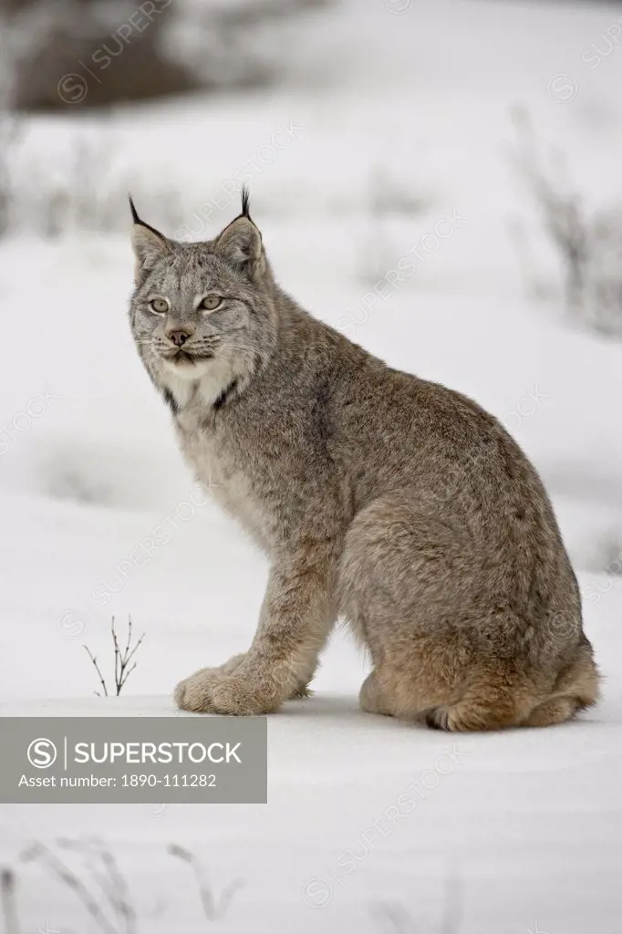 Canadian Lynx Lynx canadensis in snow in captivity, near Bozeman, Montana, United States of America, North America