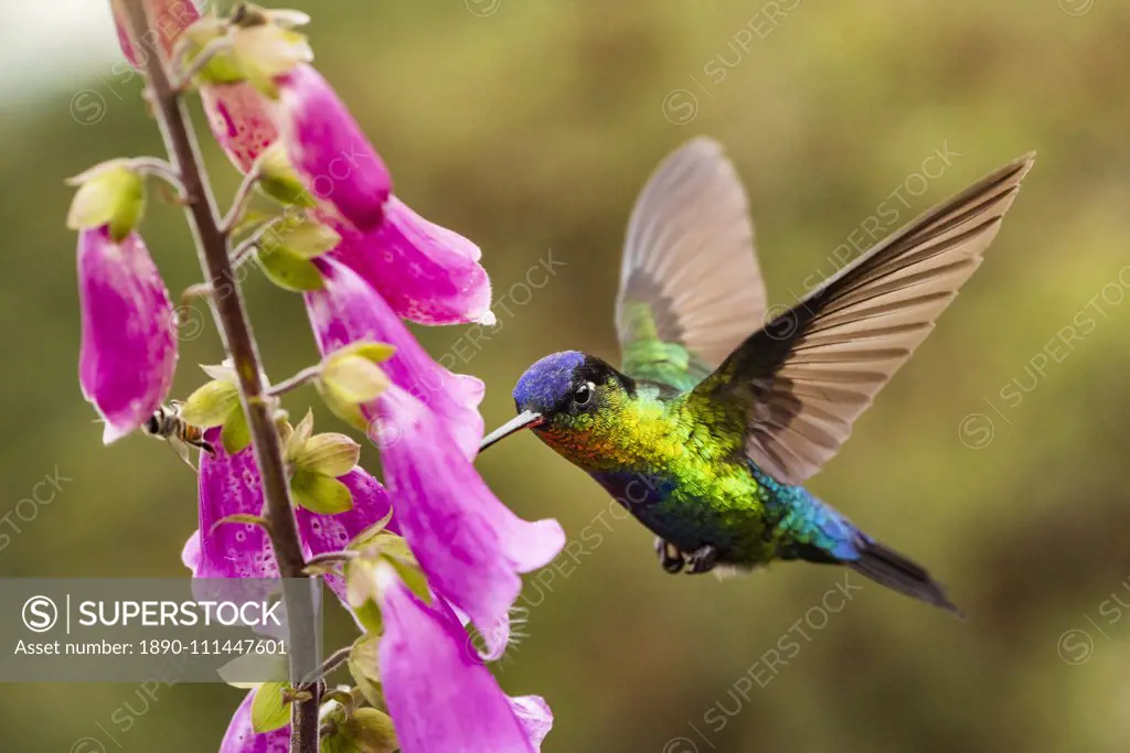 Fiery-throated Hummingbird (Panterpe insignis), San Gerardo de Dota, San Jose Province, Costa Rica, Central America