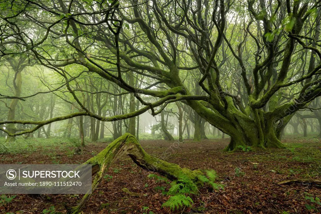 Misty deciduous woodland in spring, Cornwall, England, United Kingdom, Europe