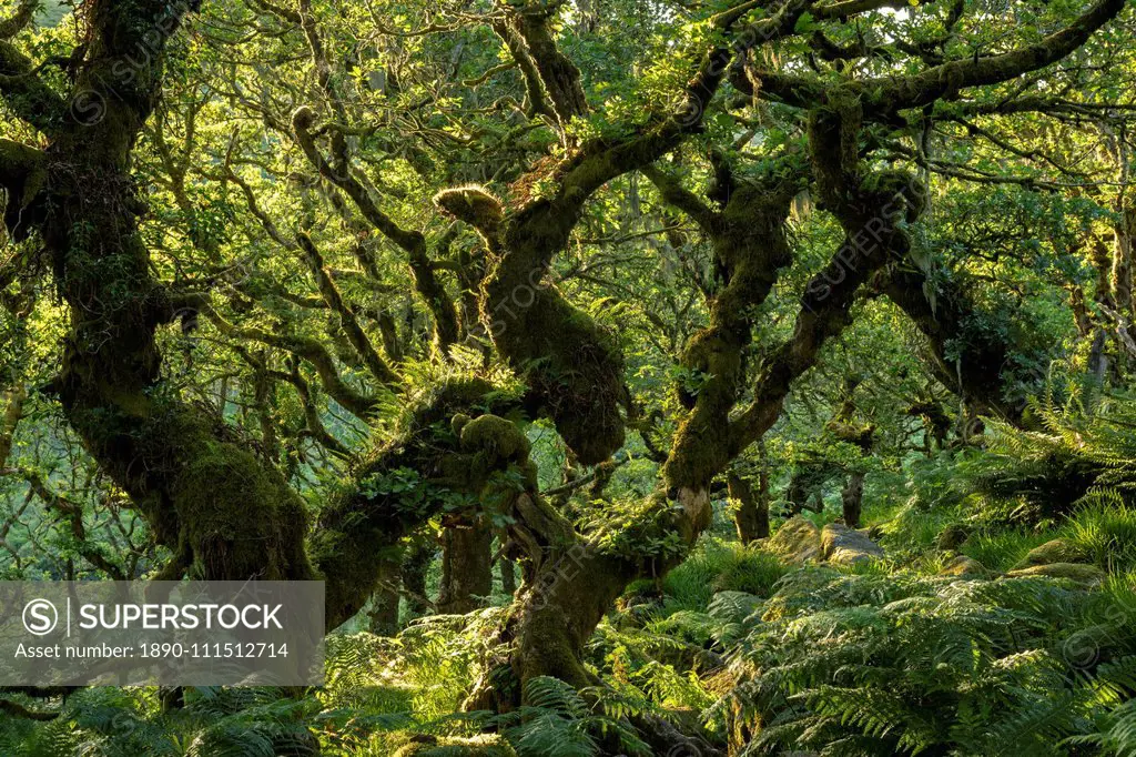 A verdant Wistman's Wood in summer sunshine, Dartmoor National Park, Devon, England, United Kingdom, Europe