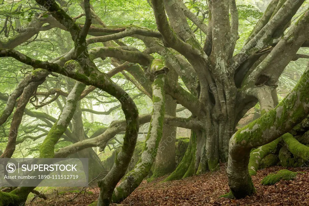 Ancient beech tree with enormous spreading branches, Dartmoor National Park, Devon, England, United Kingdom, Europe