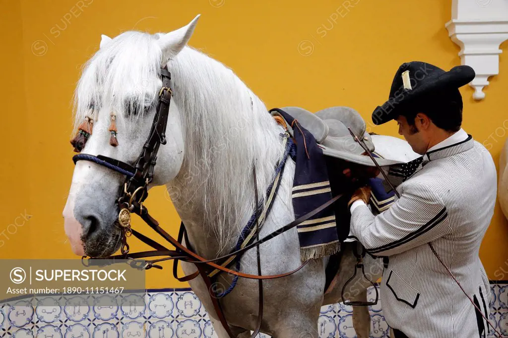 Preparing a horse to be ridden at the Royal Andalusian School of Equestrian Art, Jerez, Andalucia, Spain, Europe