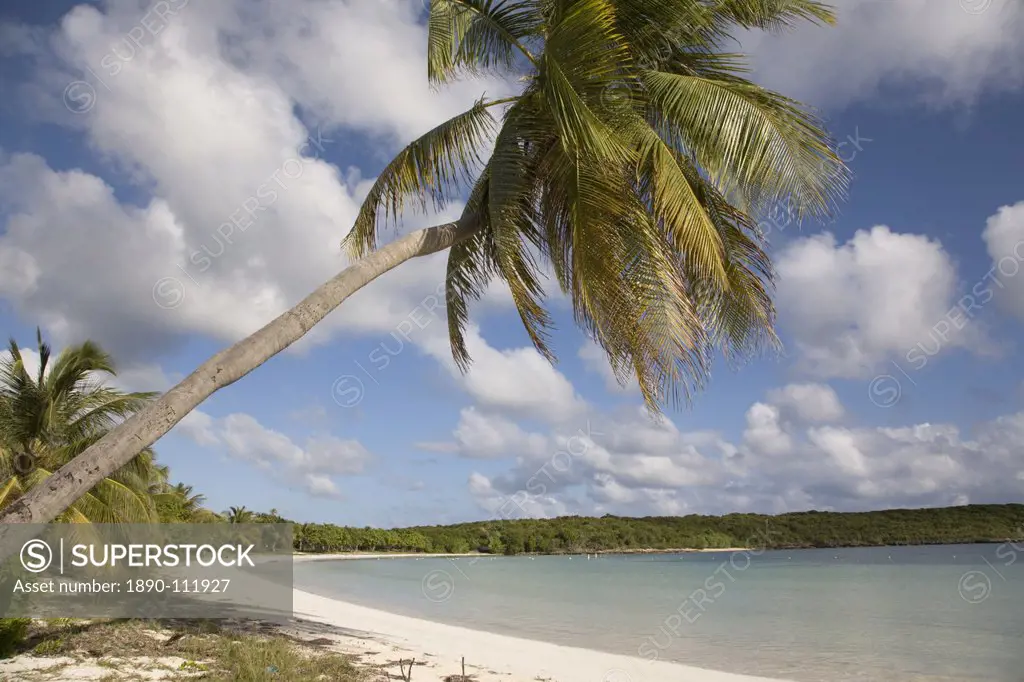 Palm tree and sandy beach in Sun Bay in Vieques, Puerto Rico, West Indies, Caribbean, Central America